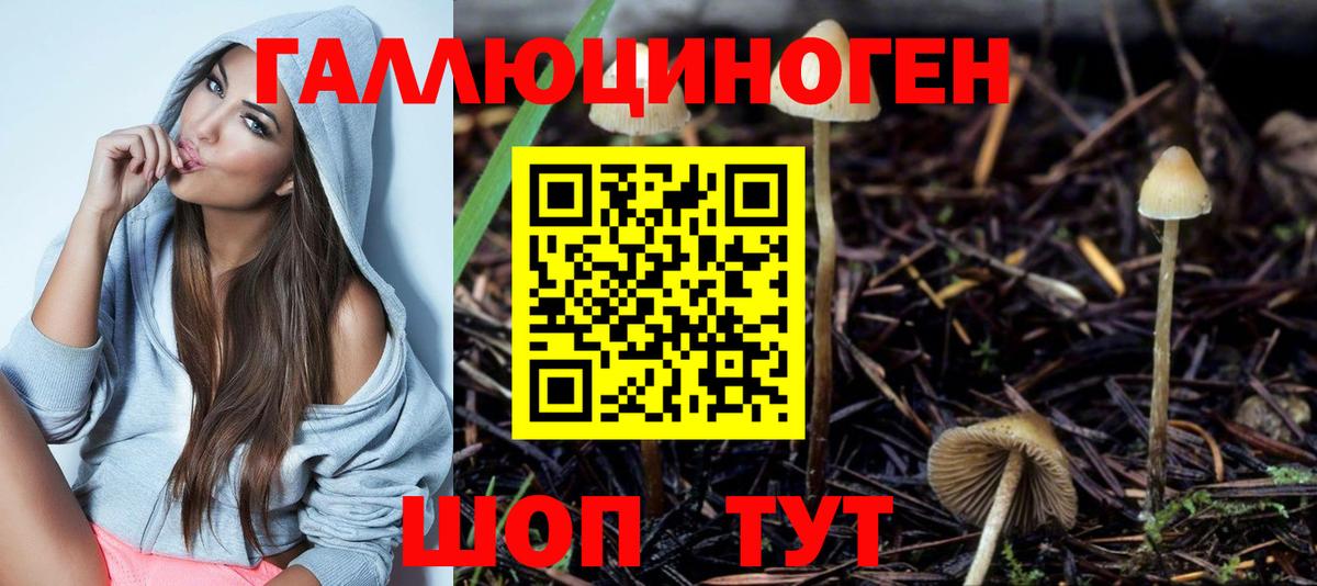 Галлюциногенные грибы Psilocybine cubensis Санкт-Петербург
